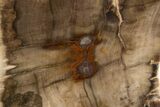 Polished, Petrified Wood (Metasequoia) Stand Up - Oregon #302962-1